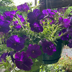 hanging basket shop now at flower + furbish