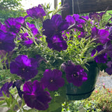 hanging basket shop now at flower + furbish