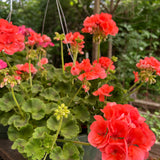 hanging basket shop now at flower + furbish