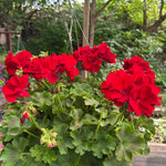 hanging basket shop now at flower + furbish