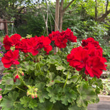 hanging basket shop now at flower + furbish