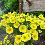 hanging basket shop now at flower + furbish