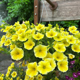 hanging basket shop now at flower + furbish