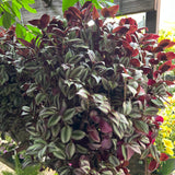 hanging basket shop now at flower + furbish