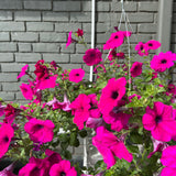 hanging basket shop now at flower + furbish