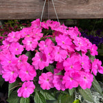 hanging basket shop now at flower + furbish