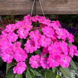 hanging basket shop now at flower + furbish