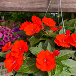 hanging basket shop now at flower + furbish