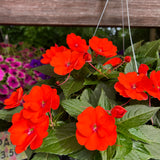 hanging basket shop now at flower + furbish