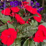 hanging basket shop now at flower + furbish