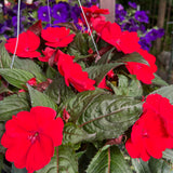 hanging basket shop now at flower + furbish
