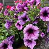 hanging basket shop now at flower + furbish