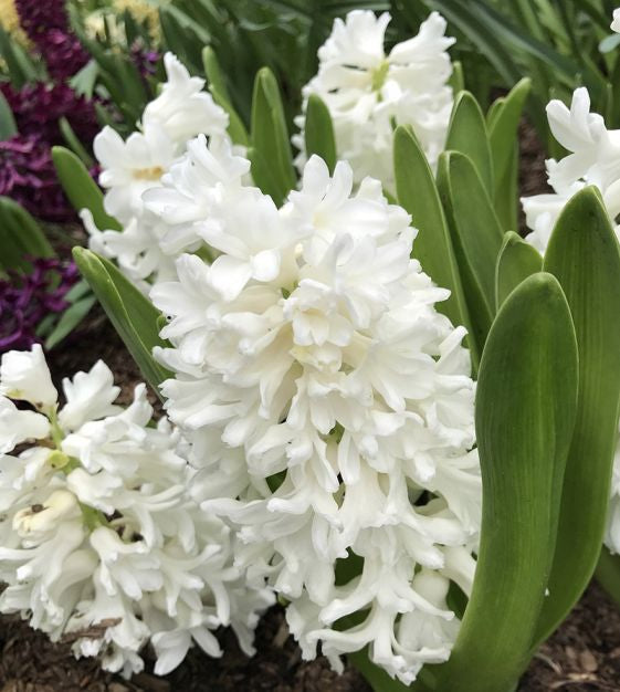 Hyacinth Aiolos bulb from flower + furbish Shop now at flower + furbish