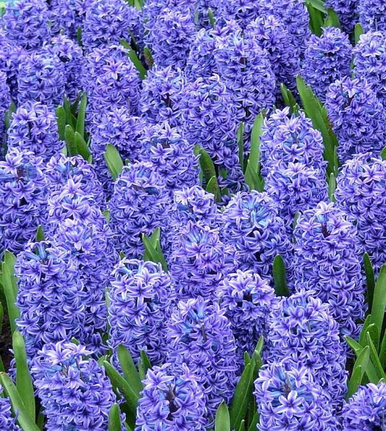 Hyacinth blue jacket bulb from flower + furbish Shop now at flower + furbish