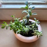 succulent garden