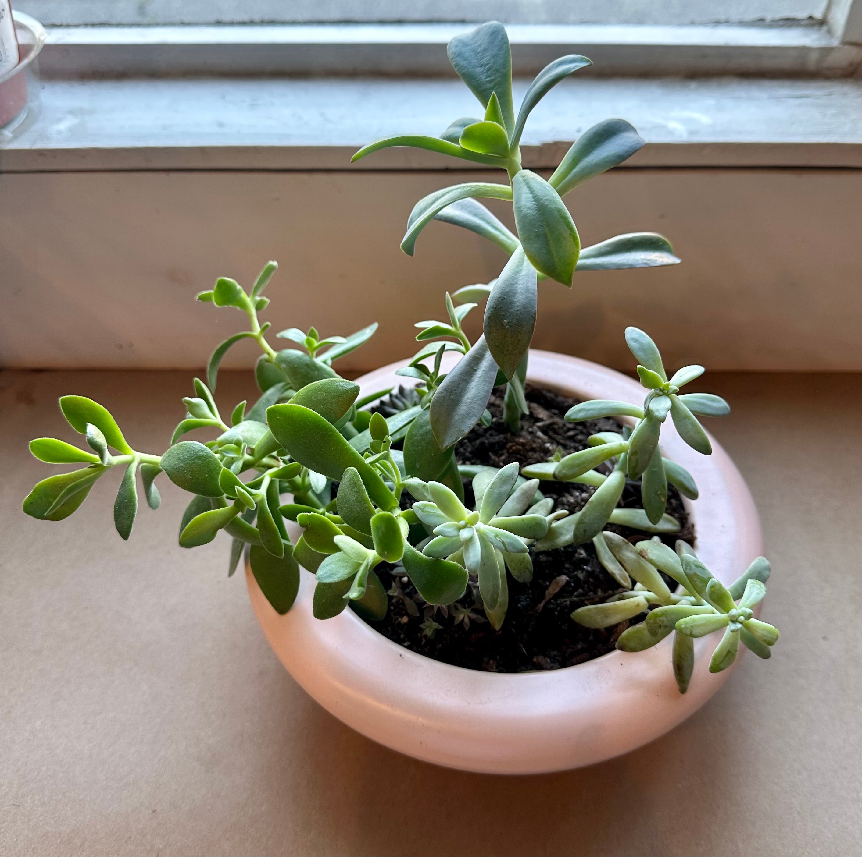 succulent garden