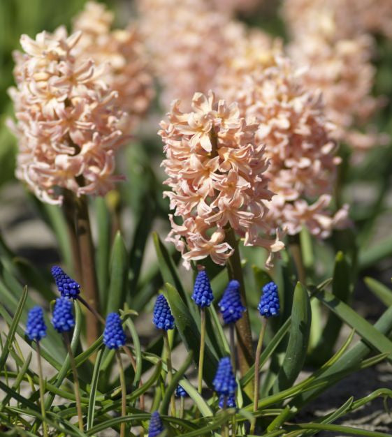 Hyacinth queen bulb from flower + furbish Shop now at flower + furbish