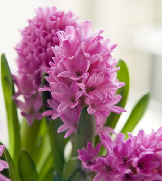 Hyacinth pink pearl bulb from flower + furbish Shop now at flower + furbish