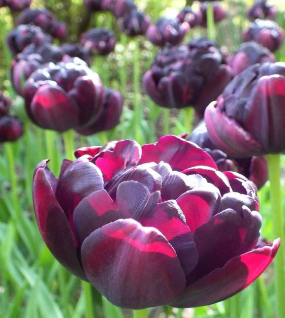 tulip black hero bulb from flower + furbish Shop now at flower + furbish