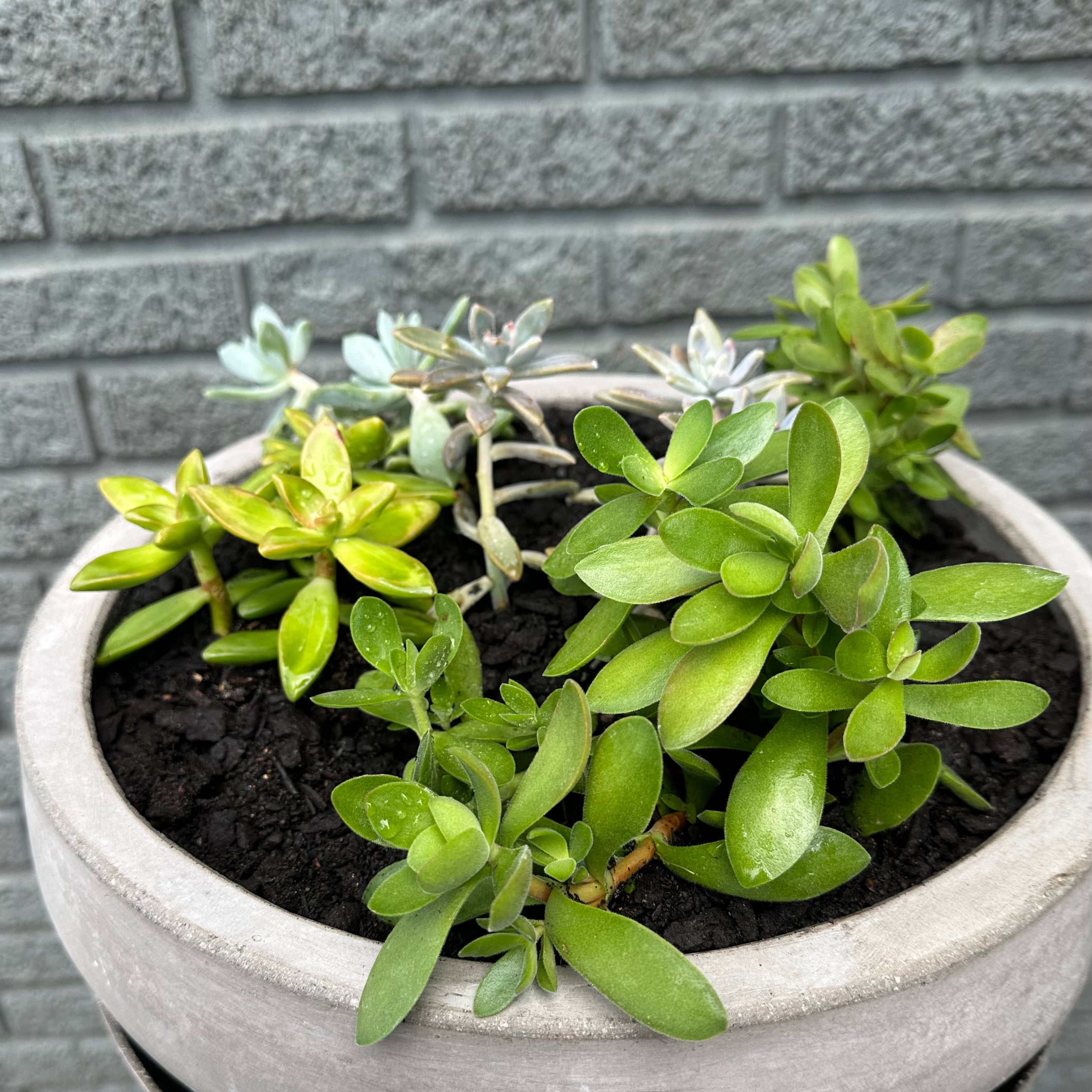 succulent garden