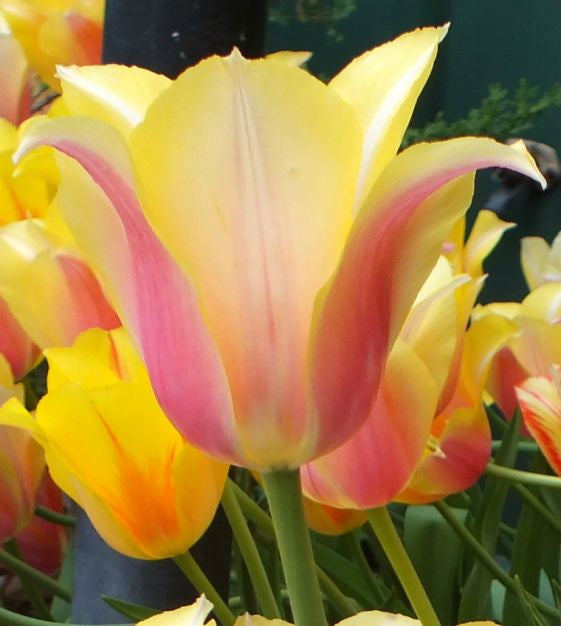 tulip blushing beauty bulb from flower + furbish Shop now at flower + furbish