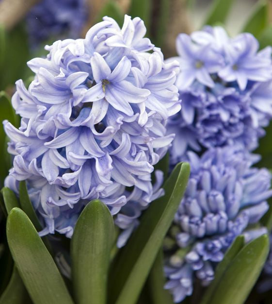 Hyacinth deleft blue bulb from flower + furbish Shop now at flower + furbish