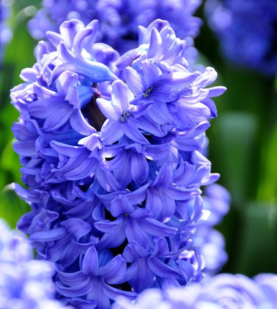 Hyacinth deleft blue bulb from flower + furbish Shop now at flower + furbish