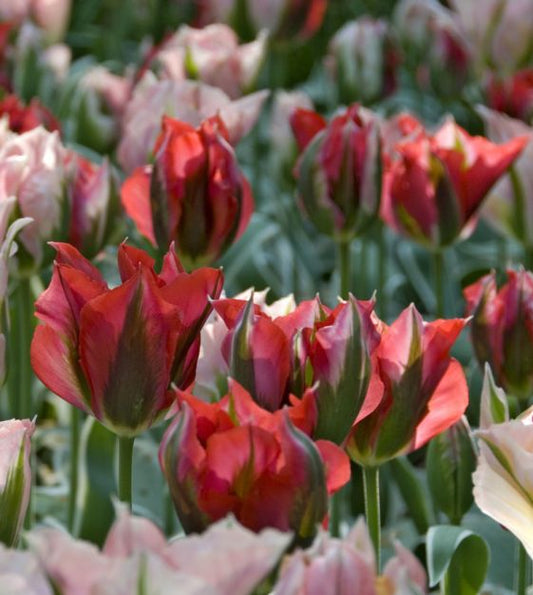 tulip esperanto bulb from flower + furbish Shop now at flower + furbish
