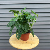 monstera adansonii (swiss cheese plant)