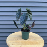 alocasia cuprea (red secret)