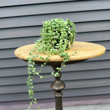 senecio rowleyanus (string of pearls)