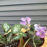 *rare* veriegated african violet