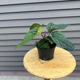 anthurium radicans (quilted hearts anthurium)