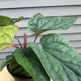 anthurium radicans (quilted hearts anthurium)