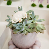 curious cats plant sticks shop now at flower + furbishcelebration, Gift, plant, Plant accessory, shipping, thank you