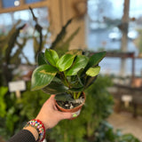 peperomia obtusifolia (red edge)