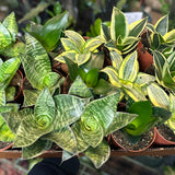 assorted hahnii sansevieria (bird's nest snake plant)