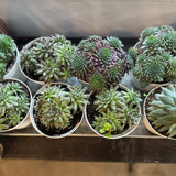 sempervivum northern lights