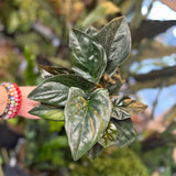 syngonium erythrophyllum (red arrow)