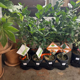 orange calamondin citrus bush