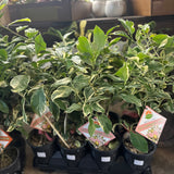 pink lemonade citrus bush