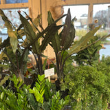 alocasia lauterbachiana (purple sword)