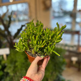 crassula ovata (gollum)
