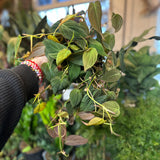 philodendron micans (velvet leaf philodendron)