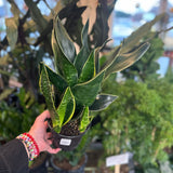 sansevieria gold edge superba