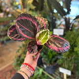 calathea roseopicta (princess jessie)