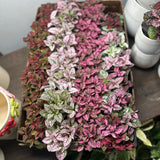 hypoestes splash assorted