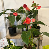 assorted anthurium
