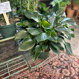 homalomena emerald gem