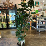 polyscias scutellaria (aralia fabian cane)